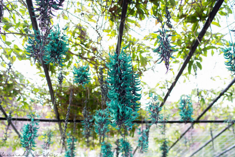 Neo Park Okinawa Ticket - A Garden Walk With Animals Along the Way