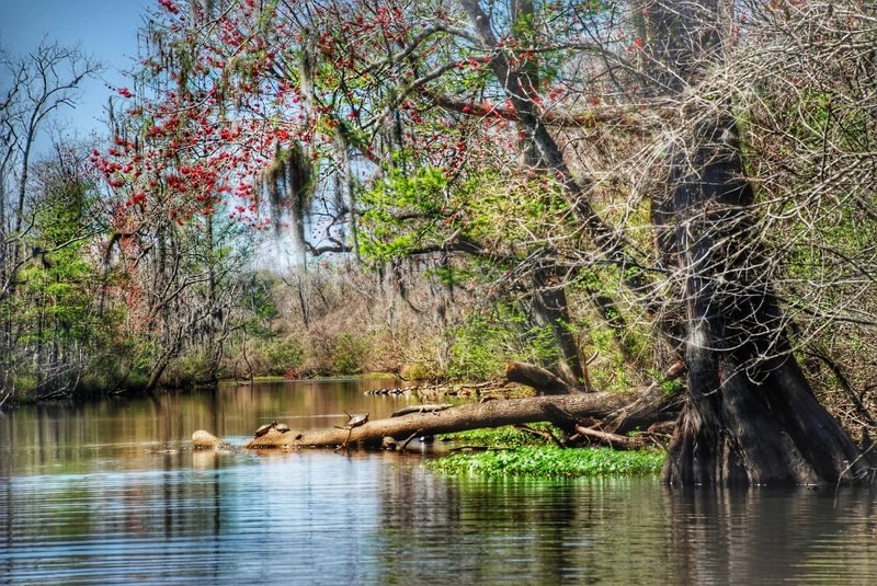 New Orleans Swamp and Bayou Sightseeing Boat Tour - Wildlife: possible, not promised