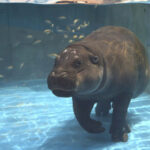 NIFREL Interactive Aquazoo E-Ticket in Osaka - Waterside: capybaras, hippos, and a white tiger