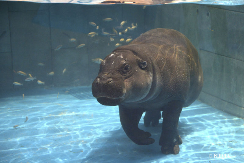NIFREL Interactive Aquazoo E-Ticket in Osaka - Waterside: capybaras, hippos, and a white tiger