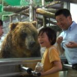 Noboribetsu Bear Park Ticket - Close views of Ezo brown bears