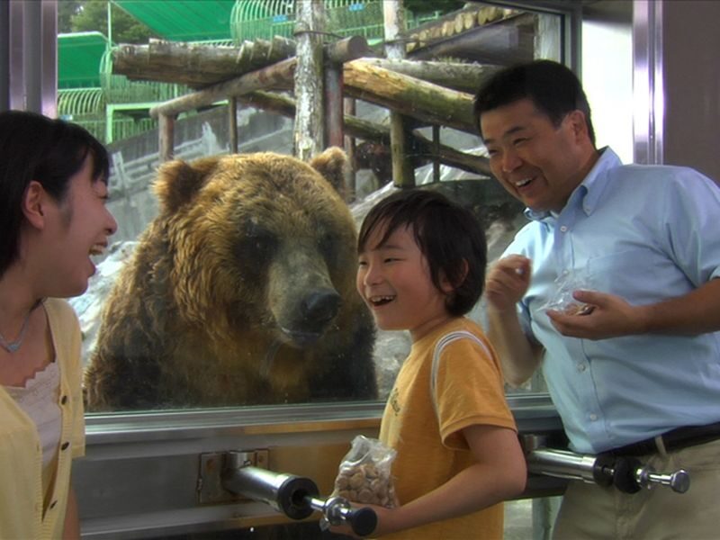 Noboribetsu Bear Park Ticket - Close views of Ezo brown bears