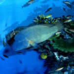 Noboribetsu Marine Park NIXE Admission Ticket - The Milky Way Pool is the visual showstopper
