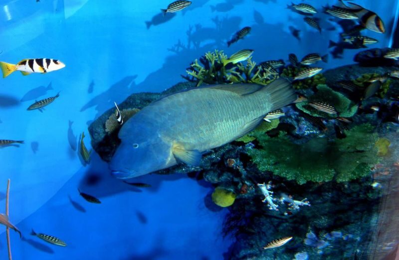 Noboribetsu Marine Park NIXE Admission Ticket - The Milky Way Pool is the visual showstopper