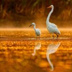 Noosa Half-Day Everglades Serenity Cruise - Check in at Boreen Point, then board for the afternoon