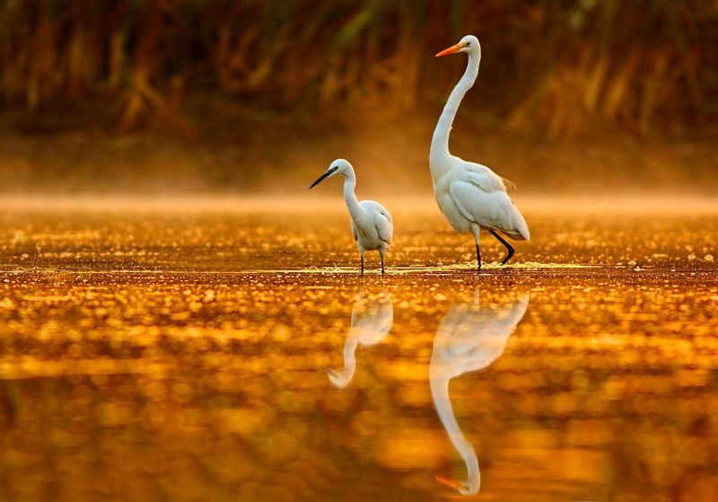 Noosa Half-Day Everglades Serenity Cruise - Check in at Boreen Point, then board for the afternoon