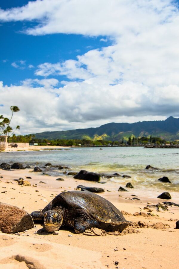 Oahu Circle Island Tour with Malasadas and Garlic Shrimp - Treasures and You, then malasadas