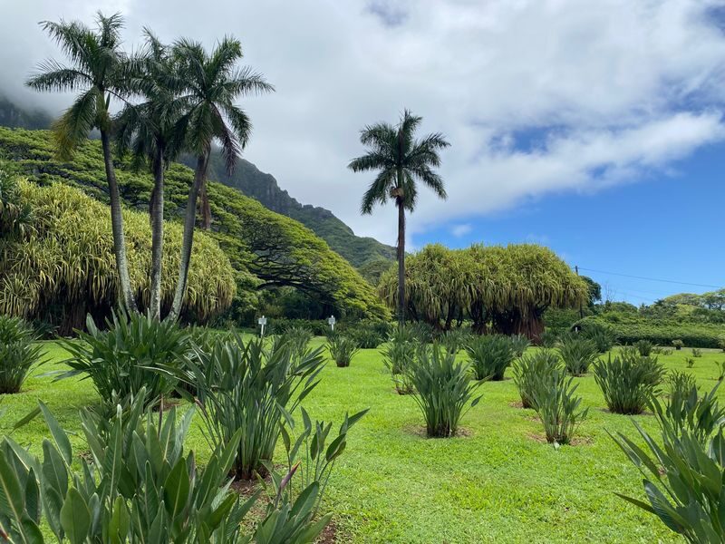 Oahu Island and North Shore Half Day Trip - Macadamia nuts, Kahuku Beach and a food-truck lunch