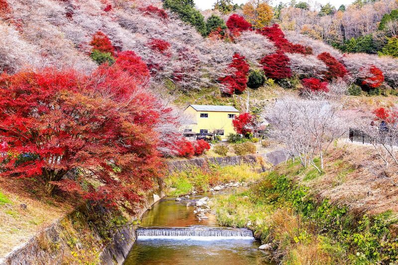 Obara Shikizakura and Korankei Light-up 1Day Bus Tour From Nagoya - Korankei’s illuminated mountain after sunset