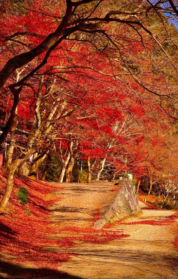 Obara Shikizakura Festival & Korankei & Kokokusan Eihoji Temple Autumn Leaves Day Trip - Eihoji: old trees in a temple garden