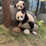 Ocean Park Full-Day Adventure with Transfers & Tickets - The transfer and meeting point