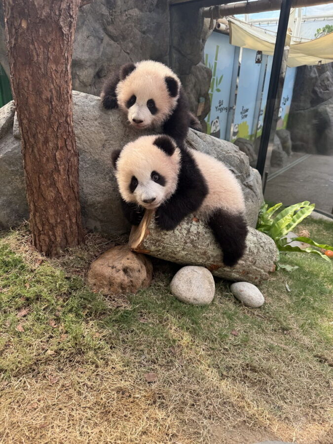 Ocean Park Full-Day Adventure with Transfers & Tickets - The transfer and meeting point