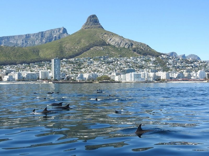 Ocean Wildlife Encounter - Wildlife encounters, not a guaranteed checklist