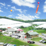 Ohashi Cherry Farm Admission + Fruit Picking in Furano Ashibetsu - The farm’s trees and growing approach
