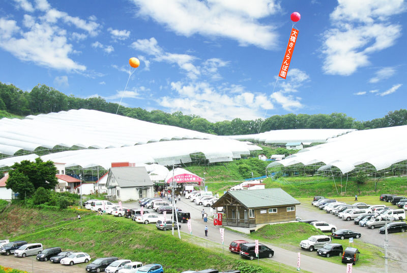Ohashi Cherry Farm Admission + Fruit Picking in Furano Ashibetsu - The farm’s trees and growing approach