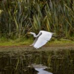 Okarito Kiwi Sanctuary Cruise & Walk from Franz Josef Glacier - The cruise: quiet water and forested shores