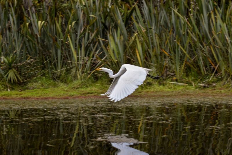Okarito Kiwi Sanctuary Cruise & Walk from Franz Josef Glacier - The cruise: quiet water and forested shores