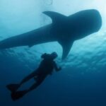 Okinawa Blue Cave Snorkeling + Whale Shark Swimming/Diving Day Trip (Includes Pickup + Lunch) - How the day unfolds from Naha