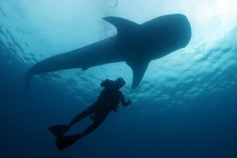 Okinawa Blue Cave Snorkeling + Whale Shark Swimming/Diving Day Trip (Includes Pickup + Lunch) - How the day unfolds from Naha