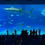 Okinawa Churaumi Aquarium Ticket - Taking the visit beyond the main building