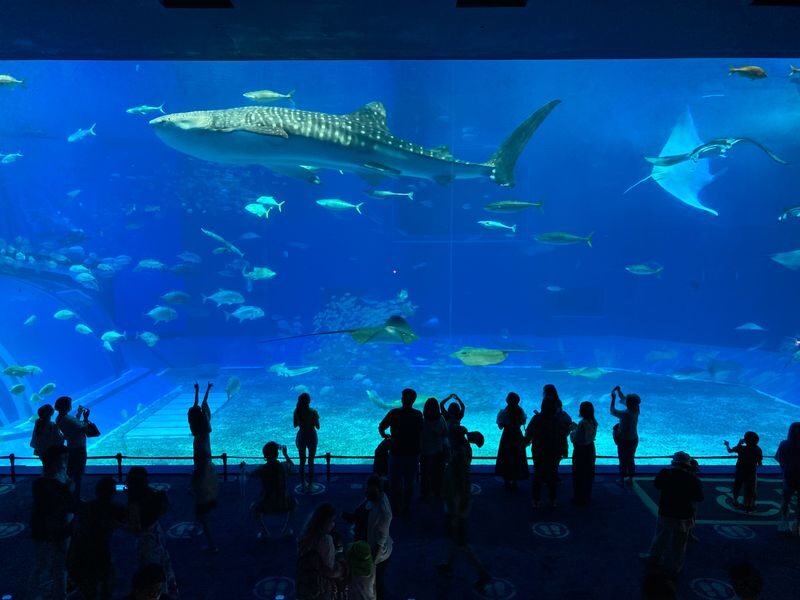 Okinawa Churaumi Aquarium Ticket - Taking the visit beyond the main building