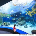 Okinawa Churaumi TokuToku 5 Pass / 3 Pass - Making Churaumi Aquarium the anchor