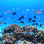 Okinawa Island Hopping: Cruise Boat to Zamami Island - The 8:00 boat from Naha