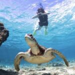 Okinawa: Miyako Island Sea Turtle and Coral Reef Snorkeling Experience - Getting there: pickup or meet at the beach