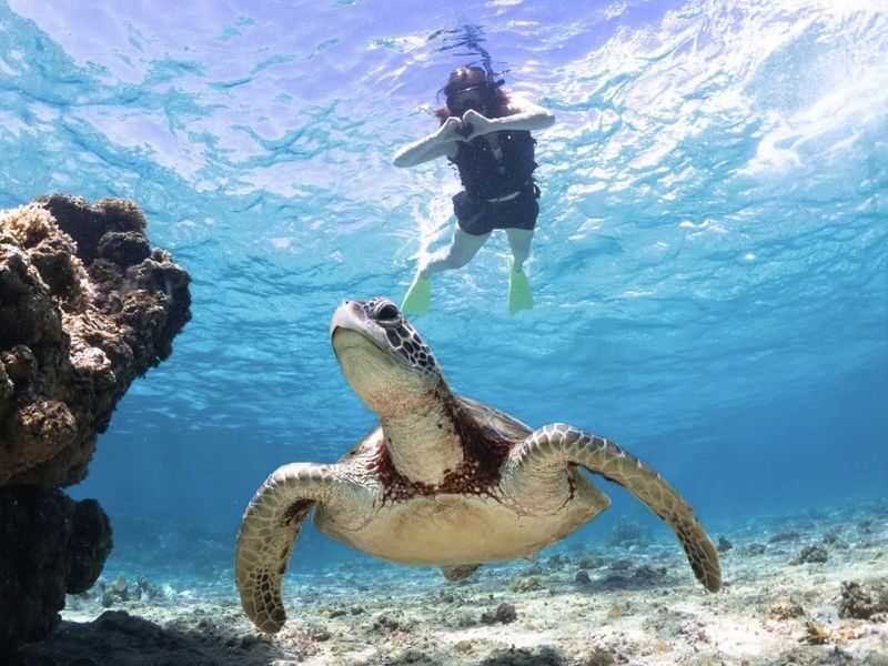 Okinawa: Miyako Island Sea Turtle and Coral Reef Snorkeling Experience - Getting there: pickup or meet at the beach