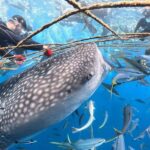 Okinawa Whale Shark Discover Scuba Diving Experience - The briefing and the small-group format
