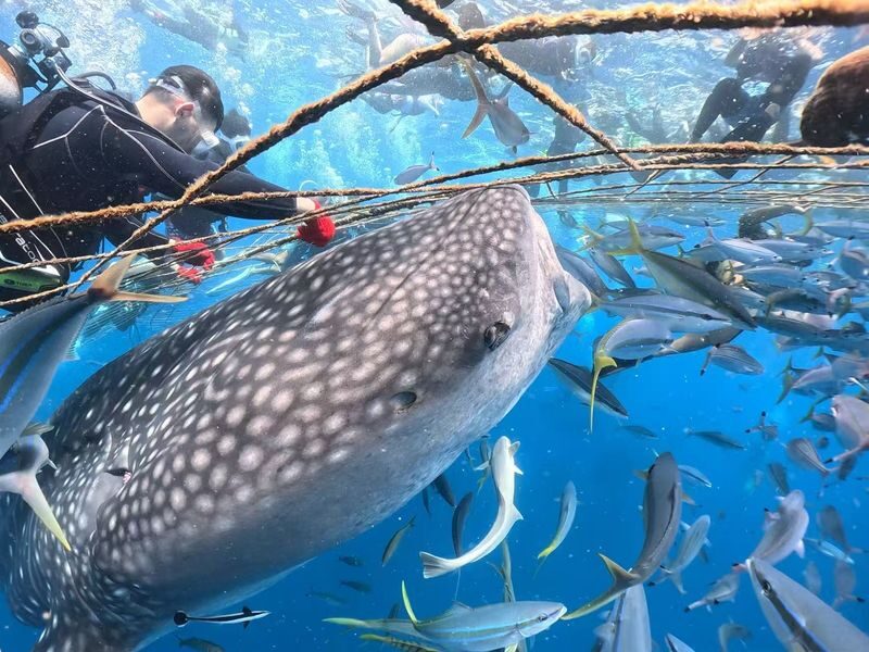 Okinawa Whale Shark Discover Scuba Diving Experience - The briefing and the small-group format