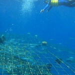 Okinawa Whale Shark Encounter Experience - Meeting at Top Marine in Yomitan