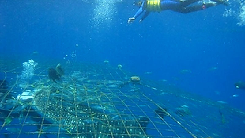 Okinawa Whale Shark Encounter Experience - Meeting at Top Marine in Yomitan