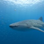 Okinawa: Whale Shark Snorkeling Experience - From Toya Fishing Port to the snorkeling spot