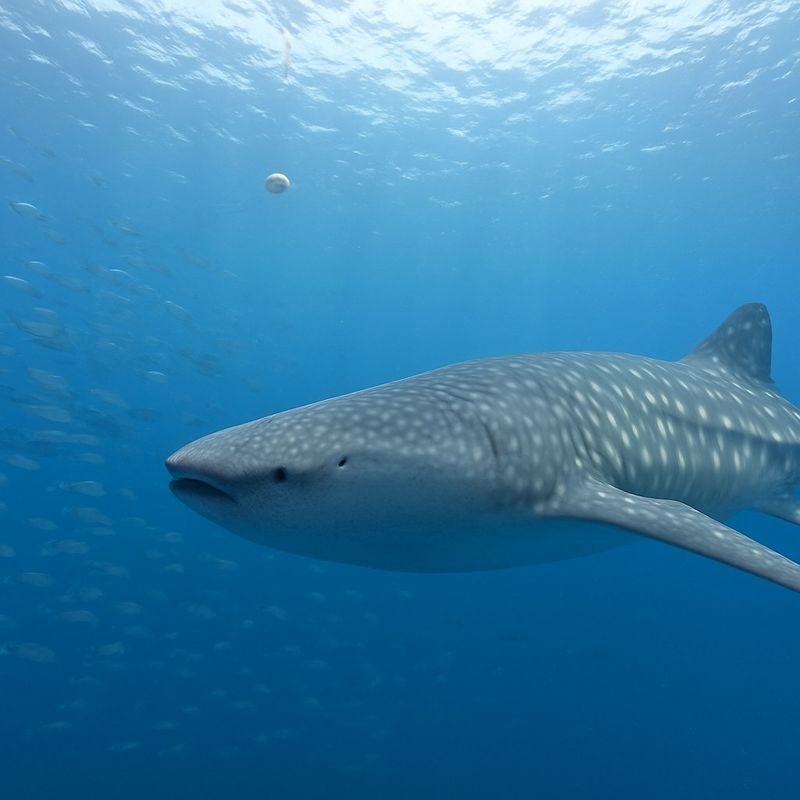 Okinawa: Whale Shark Snorkeling Experience - From Toya Fishing Port to the snorkeling spot