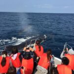Okinawa Whale Watching: Choose from three departure locations: Naha, Chatan, or Motobu - What the three hours at sea feel like