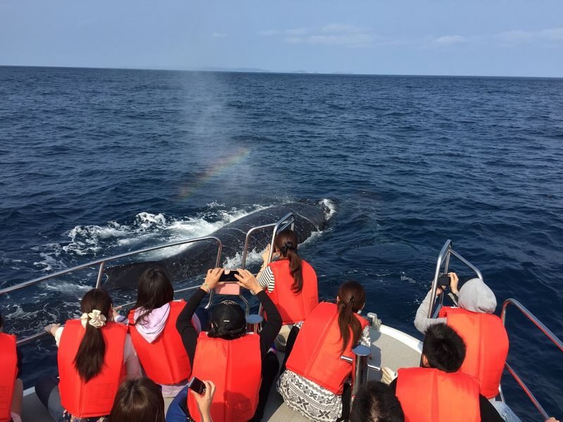 Okinawa Whale Watching: Choose from three departure locations: Naha, Chatan, or Motobu - What the three hours at sea feel like