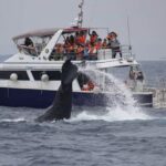 Okinawa Whale Watching Tour (Choose departure from Naha or Chatan Port) - The early start and the trip out to sea