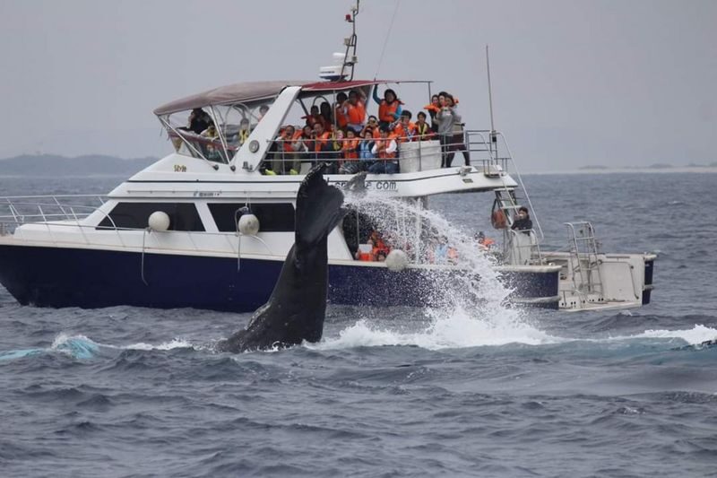 Okinawa Whale Watching Tour (Choose departure from Naha or Chatan Port) - The early start and the trip out to sea