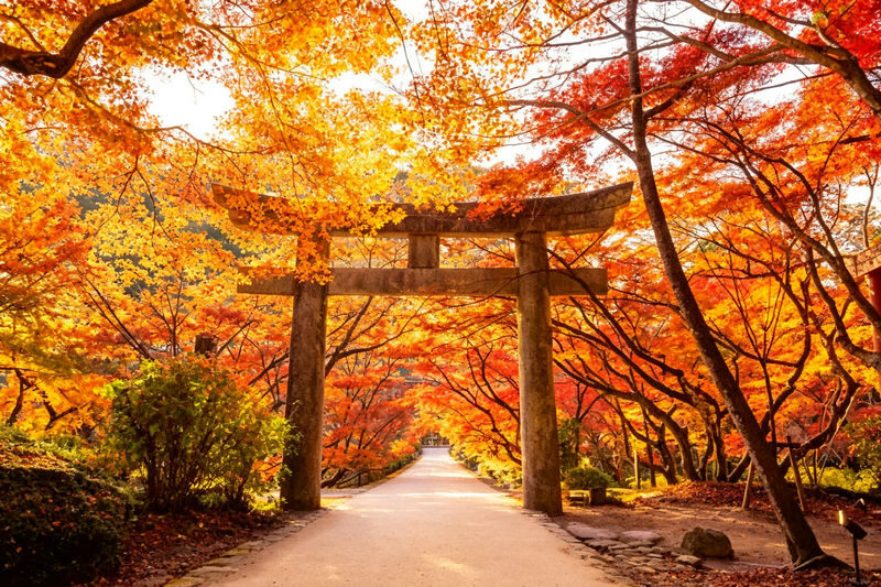 One-Day Exploration Tour of Yufuin and Yabakei for Autumn Foliage Viewing - Yufuin for a stroll, a snack, and a look around