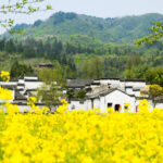 One-day group tour to Huangshan Hongcun and Xidi Ancient Village - Xidi’s Cobbled Lanes and Horse-Head Walls