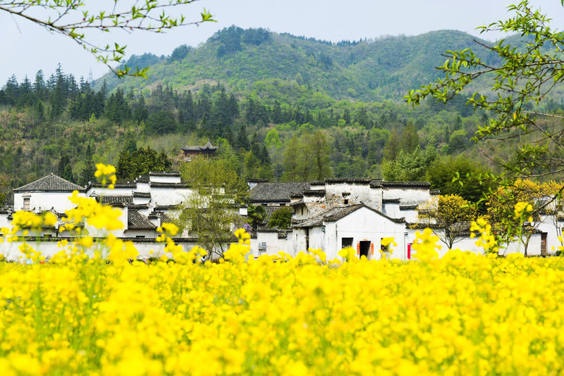 One-day group tour to Huangshan Hongcun and Xidi Ancient Village - Xidi’s Cobbled Lanes and Horse-Head Walls
