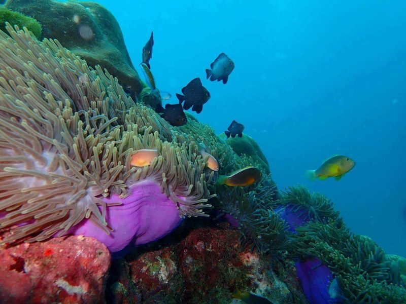 One Day Learning Scuba Diving at Racha Island - No License Required - A full day from pickup to the return pier
