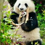 One-Day Tour to Chengdu Research Base of Giant Panda Breeding and Sanxingdui Museum - At the panda base, keep your expectations flexible