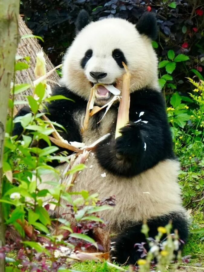 One-Day Tour to Chengdu Research Base of Giant Panda Breeding and Sanxingdui Museum - At the panda base, keep your expectations flexible