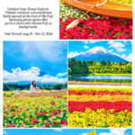 One-Day Tour to the Secret Flower Fields of Mount Fuji | Oishi Park x Motosuko Rainbow Flower Festival / Saiko Iyashi no Sato Nenba x Popular Makaino Farm x Lawson Photo Shoot (Departure from Tokyo) - Motosuko’s flowers are seasonal, not guaranteed year-round