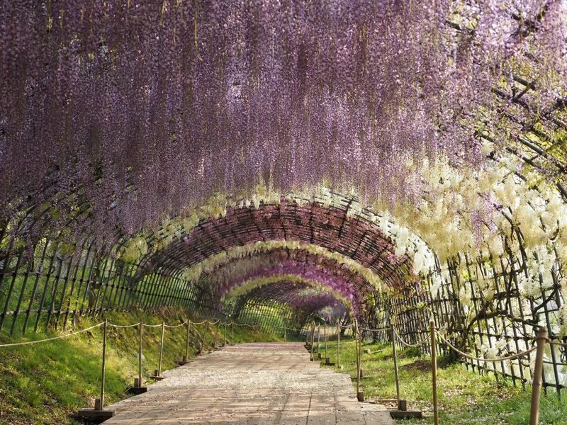 One-Day Trip to Kitakyushu: Kawachi Wisteria Garden (Seasonal), Kokura Castle Garden, Uminonakamichi Seaside Park, Miyajidake Shrines Road of Light, and THE OUTLETS Kitakyushu | Departure from Fukuoka/Hakata - Uminonakamichi, flowers by the sea