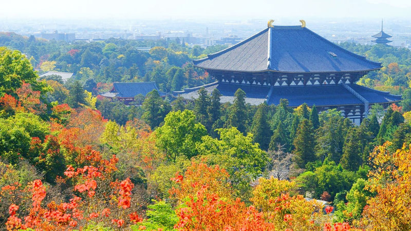 One-Day Uji Nara Onsen Tour: Nara Park with Deer Crackers + Todai-ji Temple + Uji Byodo-in Temple + Genji no Yu Onsen (Round Trip from Osaka) - Nara Park: deer, Buddha and hard choices