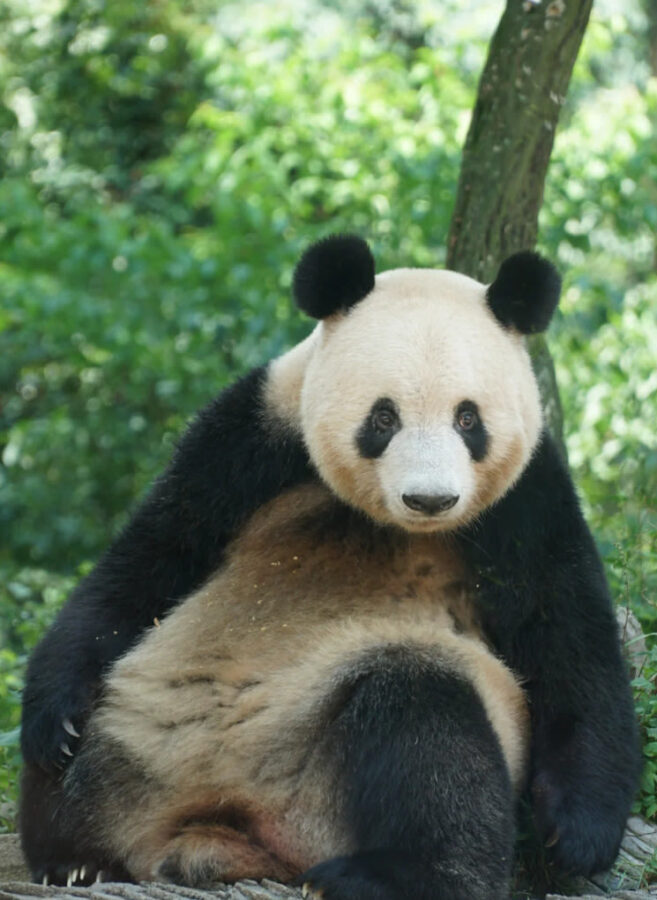One-Day Volunteer Experience with Giant Pandas at Bifengxia, Yaan - What the volunteer experience does, and does not, tell you