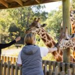 Orana Wildlife Park Admission Ticket - The giraffes may be the day’s highlight